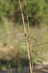 Narrow-leaf sunflower